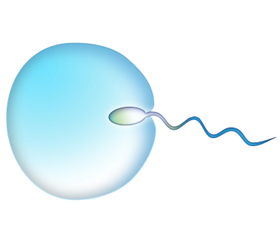 Sperm fertilizing egg