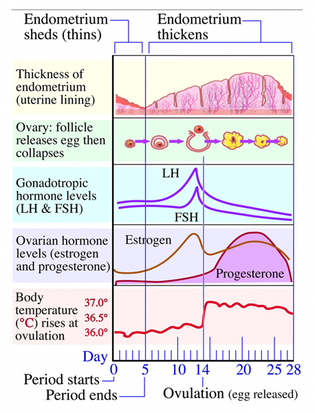 menstrual cycle hormones chart